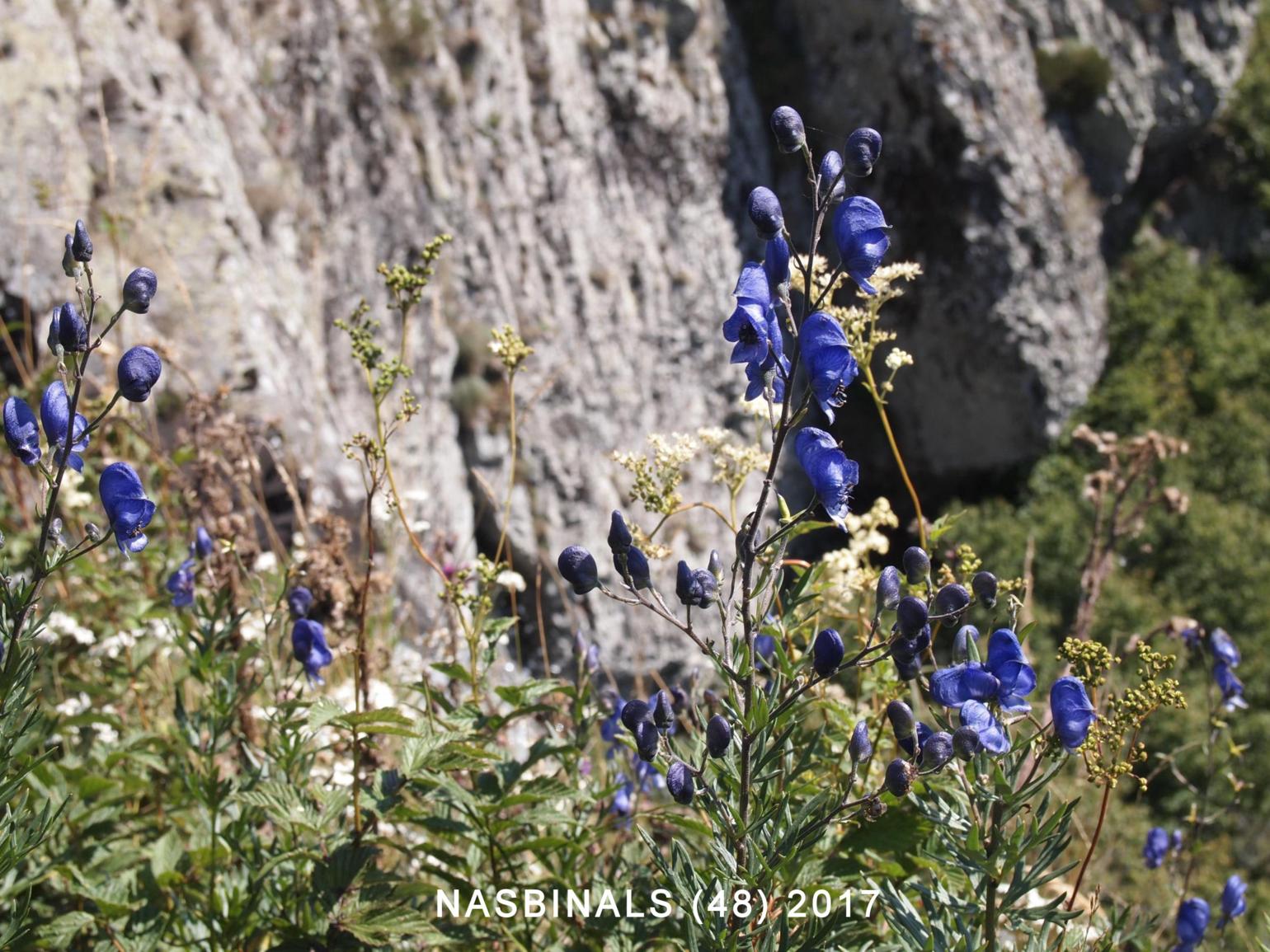 Monkshood